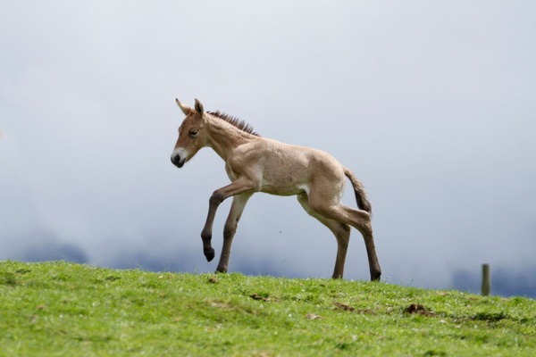 Хайленд Парк представил жеребенка лошади Пржевальского - ZooPicture.ru