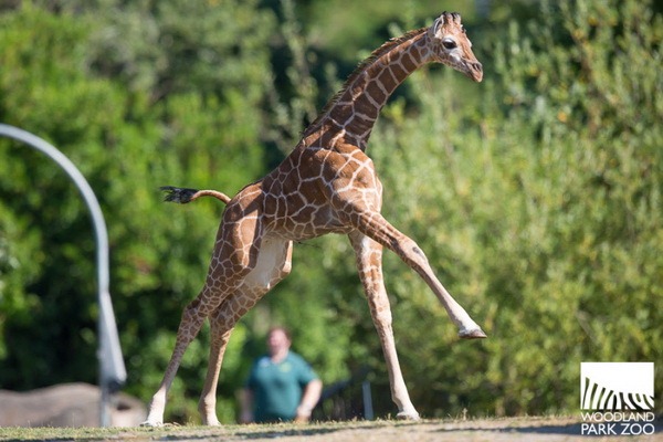 В Woodland Park Zoo подрастает детеныш жирафа - ZooPicture.ru