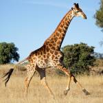 Жираф Profile Picture