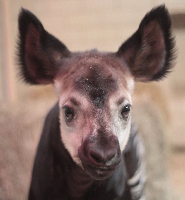 Зоопарк Сент-Луиса представил новорожденного окапи - ZooPicture.ru