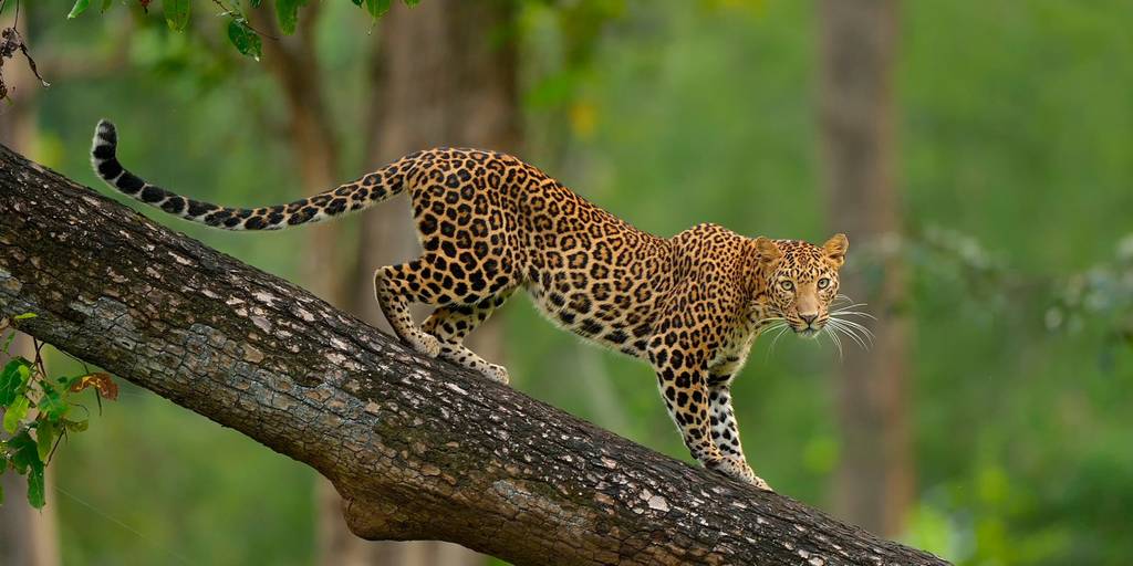 Леопард – фото, описание, подвиды, чем питается, где обитает