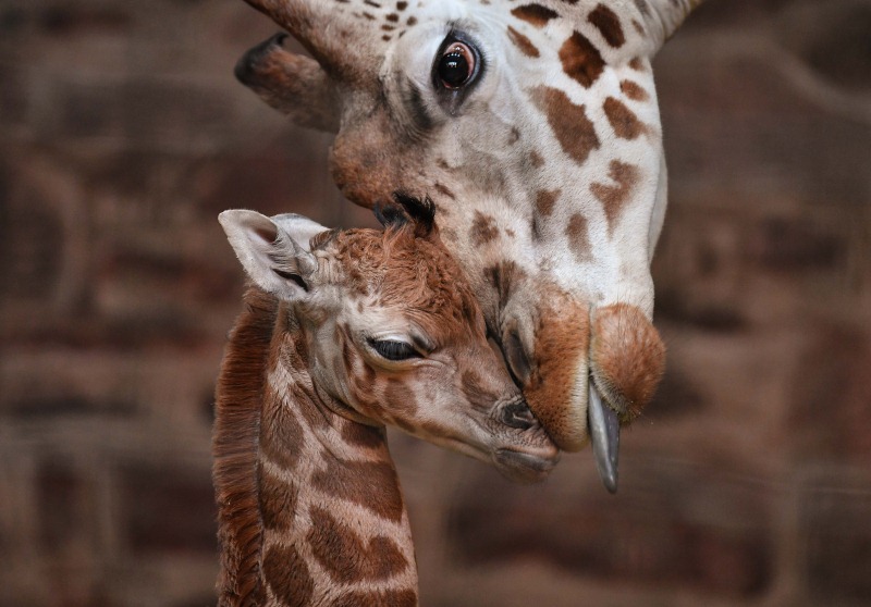 В зоопарке Честера родился детеныш жирафа Ротшильда - ZooPicture.ru