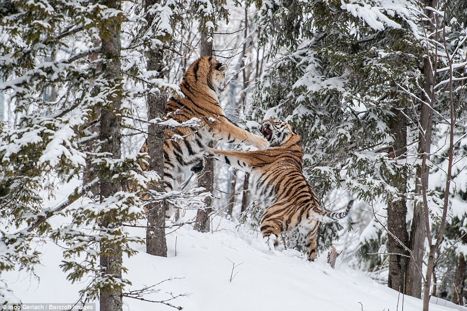 Схватка между амурскими тиграми в снежном лесу Швеции - ZooPicture.ru
