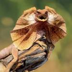 Плащеносная ящерица Profile Picture
