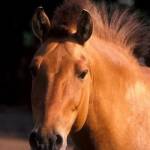 Лошадь Пржевальского Profile Picture