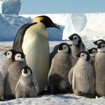 Императорский пингвин Profile Picture