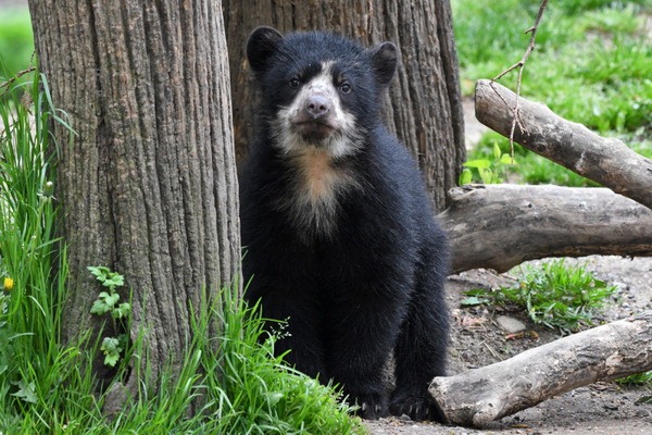В Нью-Йорке впервые родился детеныш очкового медведя - ZooPicture.ru