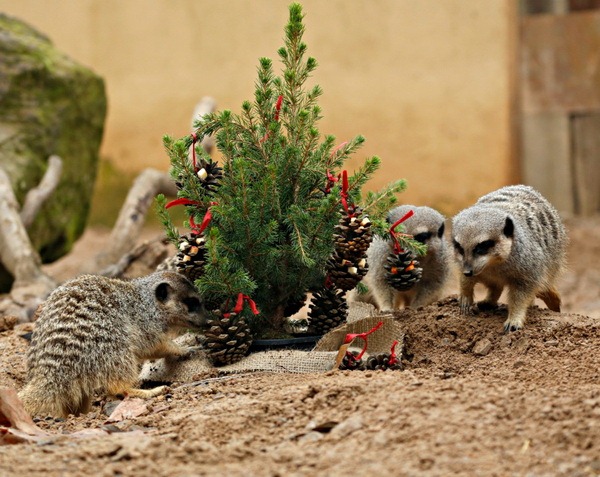 В зоопарке Лондона животные весело отпраздновали Рождество - ZooPicture.ru