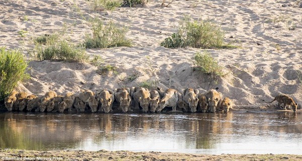 Уникальные кадры: Двадцать львов пришли на водопой… - ZooPicture.ru