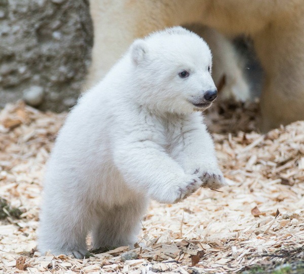 Знакомство с белым медвежонком из зоопарка Хеллабрунн - ZooPicture.ru