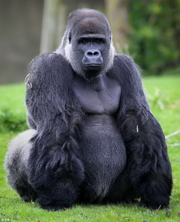 Необычный самец гориллы по кличке Амбам - ZooPicture.ru