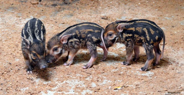 В зоопарке Вроцлава родились детеныши кистеухой свиньи - ZooPicture.ru