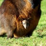 wallaby Profile Picture