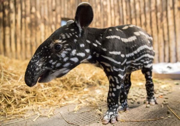Зоопарк Эдинбурга представил детеныша малайского тапира - ZooPicture.ru
