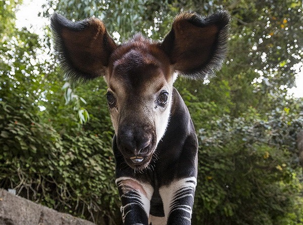 Зоопарк Сан-Диего рад сообщить о рождении детеныша окапи - ZooPicture.ru
