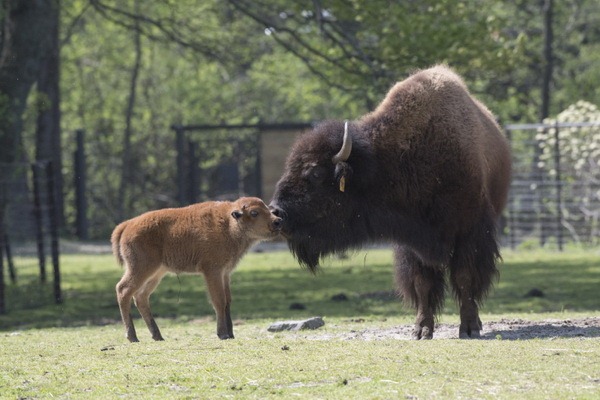 В зоопарке Бронкса родилось шесть детенышей бизона - ZooPicture.ru