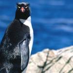Пингвин Profile Picture
