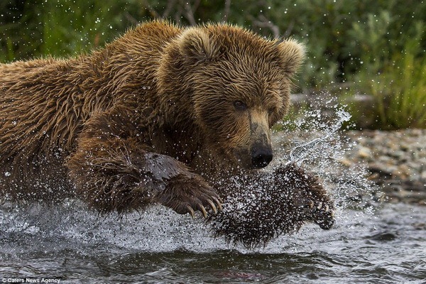 Медвежья рыбалка от фотографа Кристофера Васселина - ZooPicture.ru