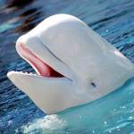 Белые киты белухи Profile Picture