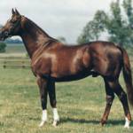 Англо-арабская лошадь Profile Picture