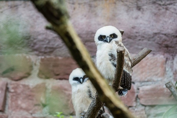 Птенцы очковой совы из зоопарка Базеля покинули свое гнездо - ZooPicture.ru