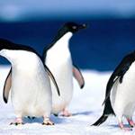 пингвины Profile Picture