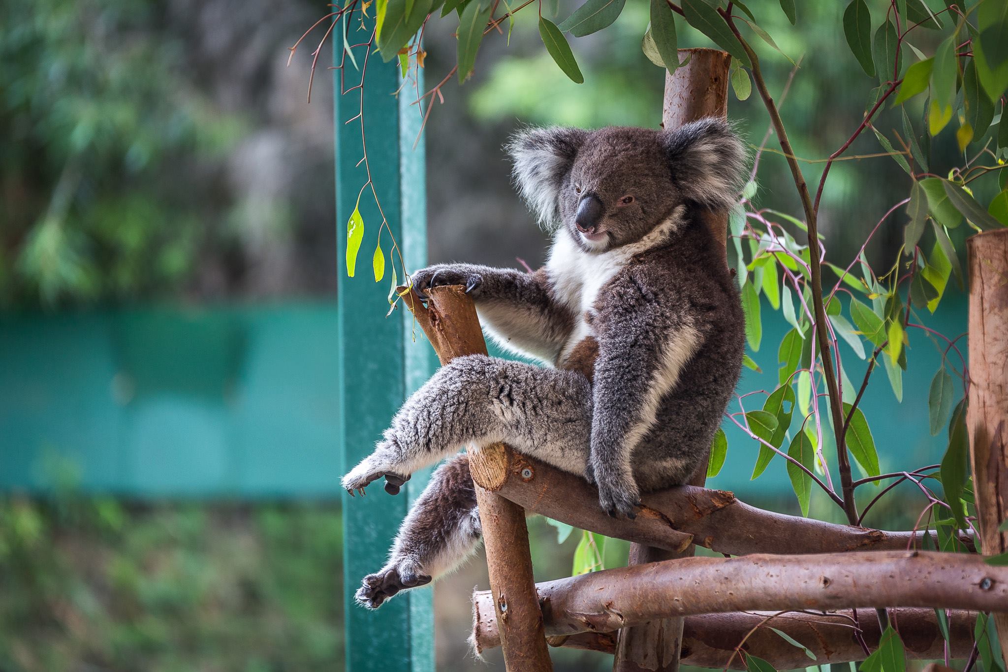 Макака коалу. Коала в Австралии. Смешные животные. Смешная коала. Пепсикольные животные.