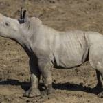 rhinoceros Profile Picture