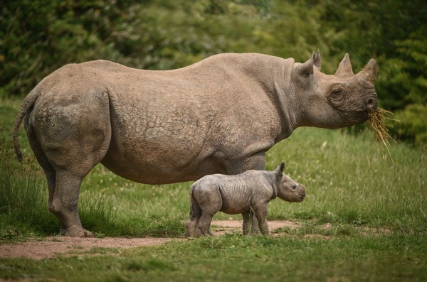 В зоопарке Честера родилось два детеныша черного носорога - ZooPicture.ru