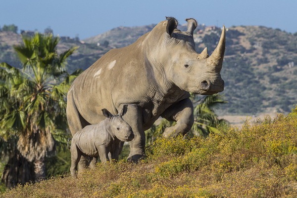 В зоопарке Сан-Диего родился детеныш редкого белого носорога - ZooPicture.ru
