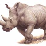 Носорог Profile Picture
