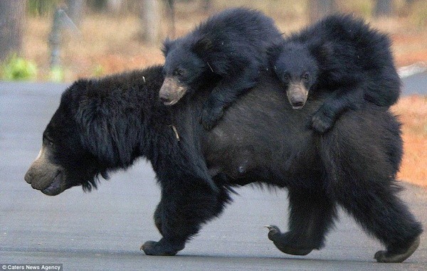 Медвежата прокатились на спине матери - ZooPicture.ru