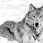 Волк Profile Picture