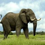 Африканский слон Profile Picture