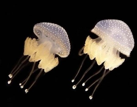 Медуза. Строение медузы,образ жизни, строение, фото