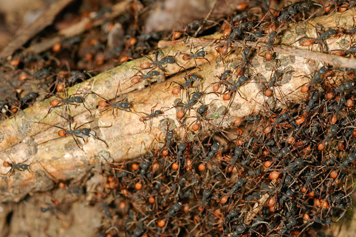 Кочевые муравьи. Кочевые муравьи фото описание