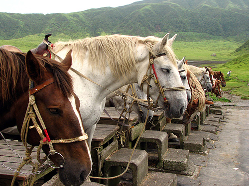 Породы японских  лошадей