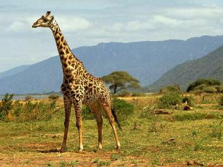 Животное Жираф реферат, фото. Про жирафа