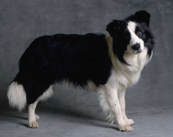 Собака породы Бордер колли описание, фото