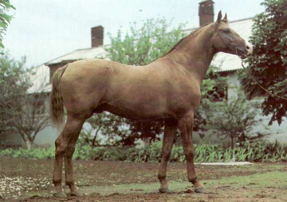 Донская лошадь