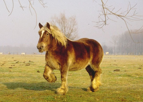 Бельгийская рабочая лошадь