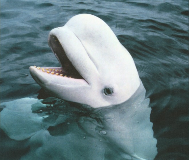 Белуха кит фото и описание