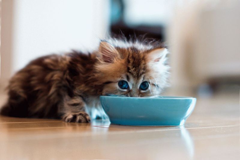 Как правильно приучить котенка к сухому корму, рейтинг кормов, видео