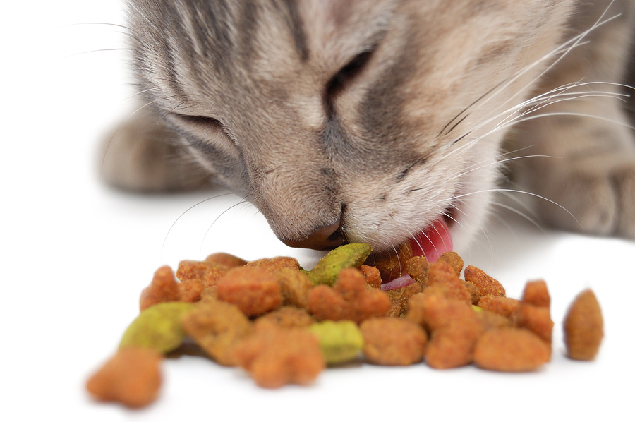 Аллергия на корм у кошек, причины, проявления, лечение, фото, видео
