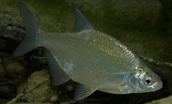 Белоглазка.Рыба белоглазка фото описание образ жизни