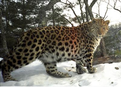 Дальневосточный леопард. Дальневосточный леопард фото Красная книга