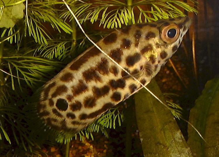 Ктенопома леопардовая аквариумная рыбка фото