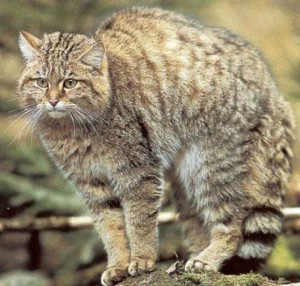 Лесные Коты доклад, фото, жизнь в дикой природе