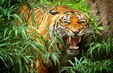 Индокитайский тигр фото, Красная книга