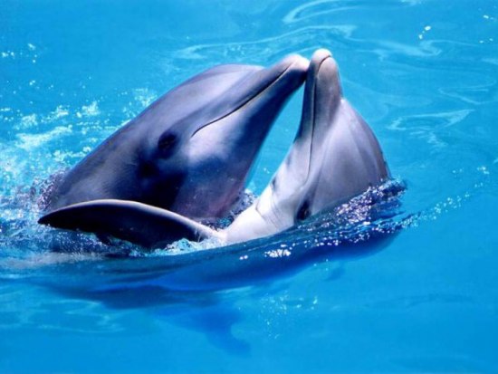 Сообщение о дельфине фото
